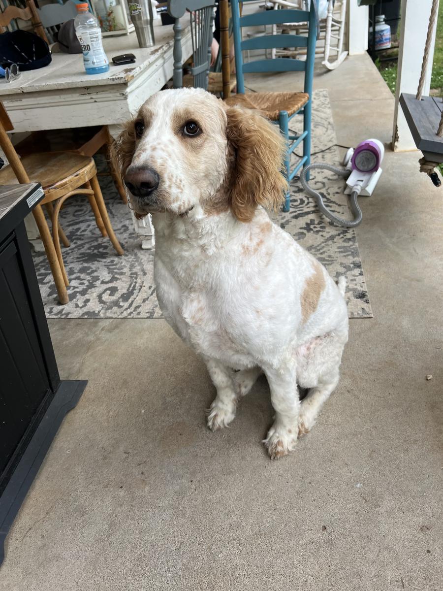 <em><strong>Verified Buyer & Dog Owner: Cassie M.</strong></em>